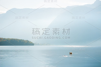 湖面上的白天鹅