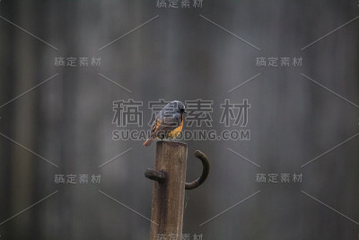 春天，一只美丽的红尾鸲雄性坐在后院的人造建筑上。