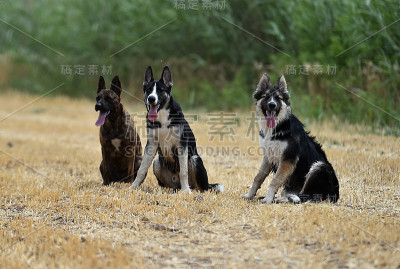 狗