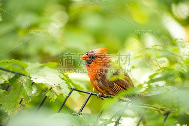 北方红衣主教(Cardinalis Cardinalis)