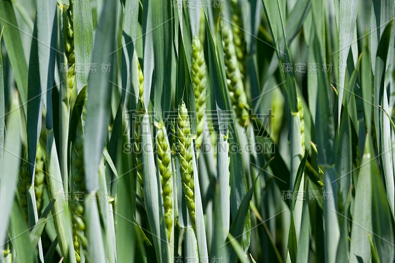 种植谷物。春天