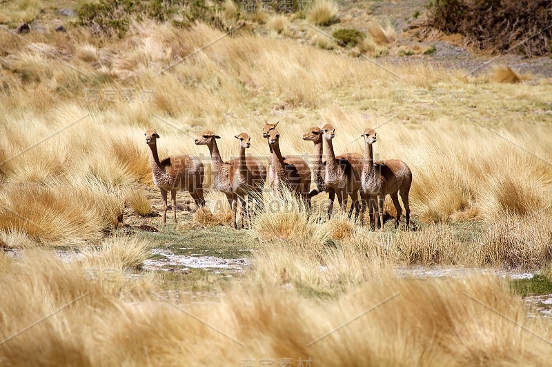 阿根廷阿塔卡马Puna，沿着Quebrada del Diablo的Vicunas