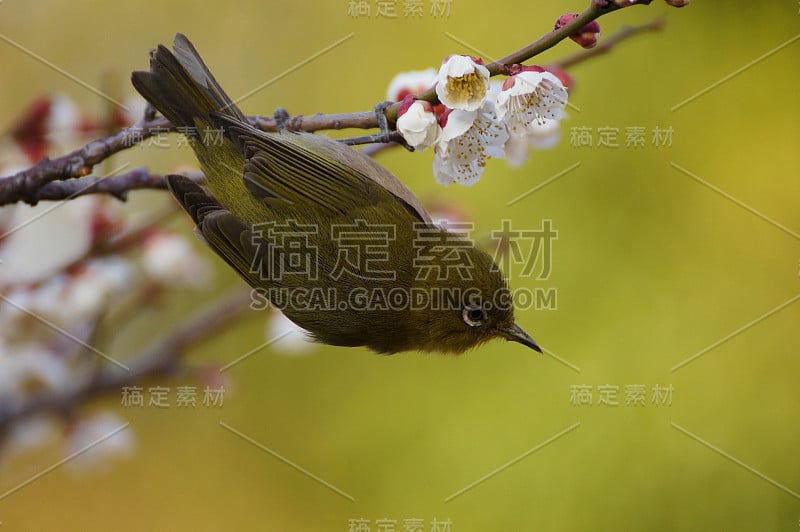 梅树和梅次郎