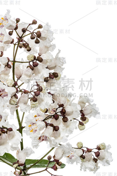 梓属开花乔木。特殊的梓树，孤立在白色背景上