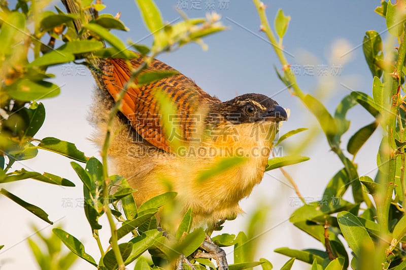 burchelle 's coucal(中pus burchellii)