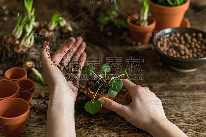 女园丁正在移植美丽的植物，仙人掌，多肉到陶瓷盆和照顾家里的花在复古木桌上，她的概念的家花园。