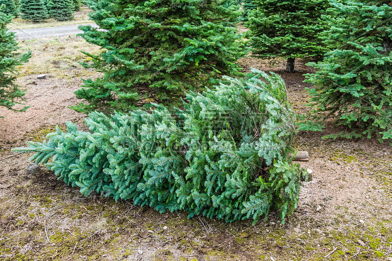 在苗圃里砍一棵圣诞树