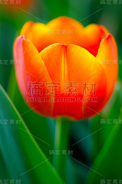 美丽的郁金香在sonnon花园在泰国