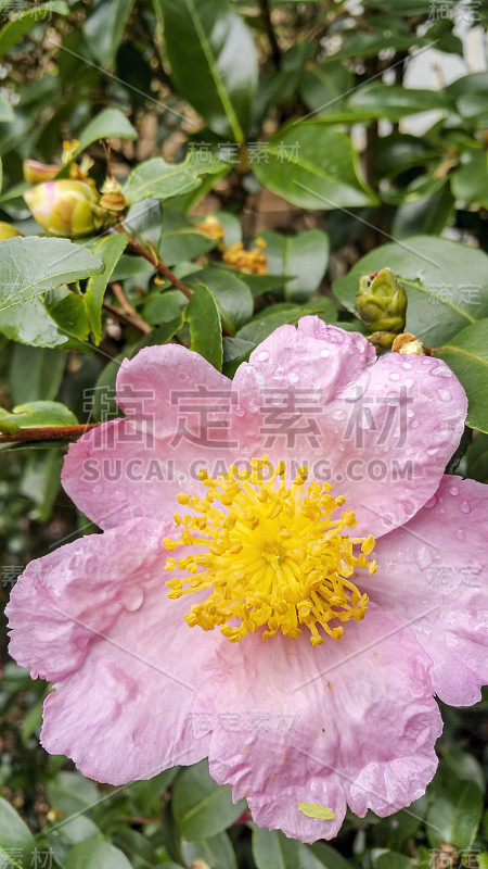 一个单独的粉红色山茶花盛开的特写视图