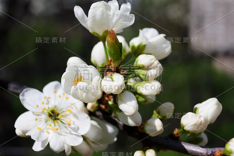 黑刺李树，在自然的背景上有花和芽。宏。李属spinosa