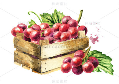 红葡萄绿叶子的盒子。手绘水彩水平插图孤立的白色背景