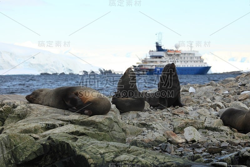 海豹和海豹在南极