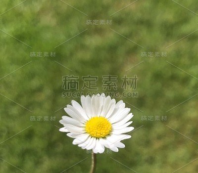 黛西