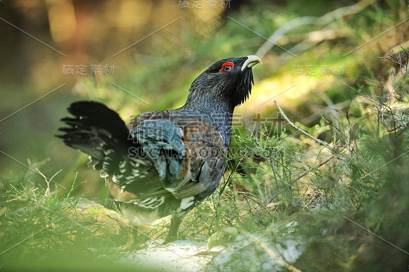 北欧雷鸟,Tetrao urogallus