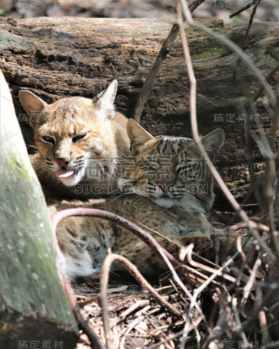 两个山猫休息
