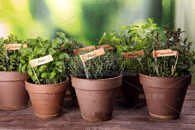 在古老的陶罐里种植芳香的草药。一套烹饪香草。绿色生长鼠尾草，牛至，百里香，美味，薄荷和牛至与薰衣草标