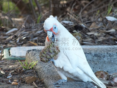 科瑞拉正在吃松果