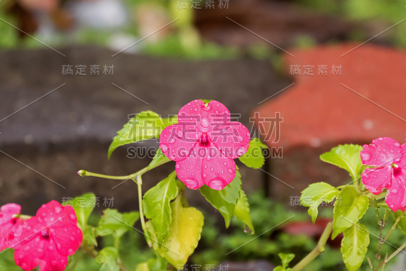 粉红色洋红色凤仙花生长在弗雷泽的山，马来西亚，亚洲