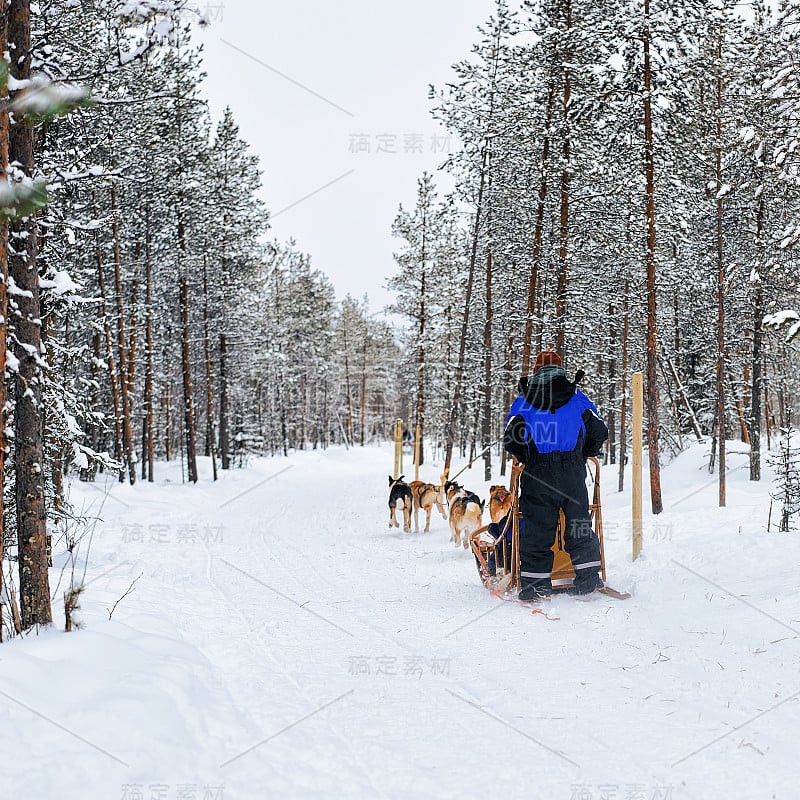 人类和哈士奇雪橇在芬兰的拉普兰