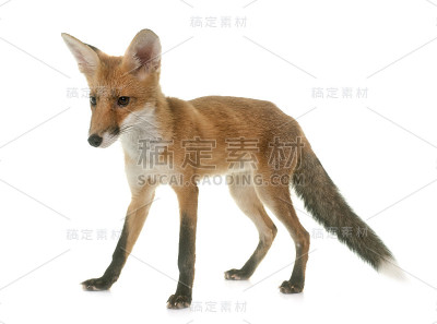 狐狸吃小鸡