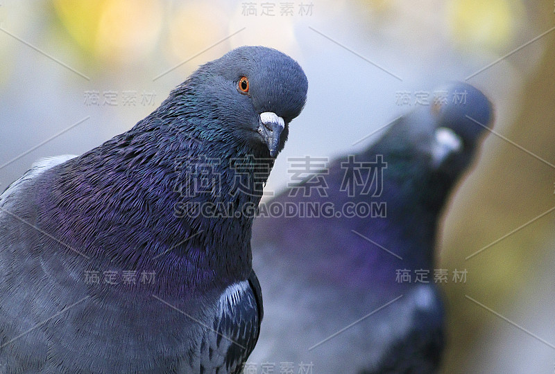 鸽子