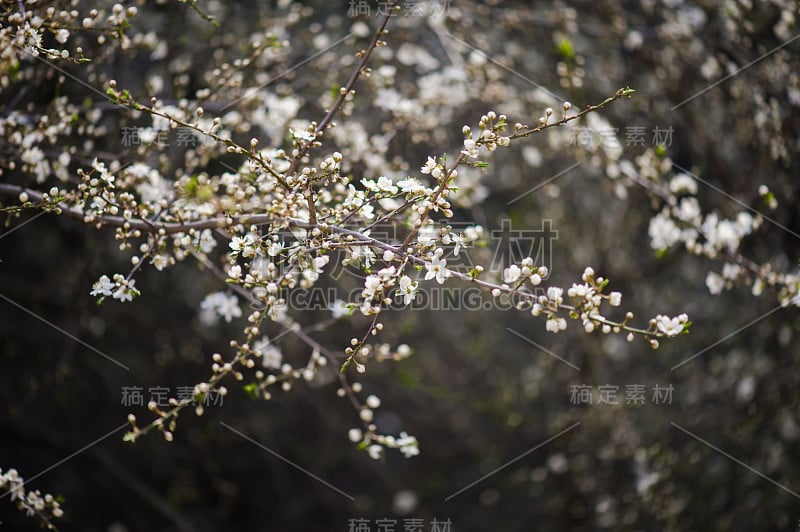 春天的梅花