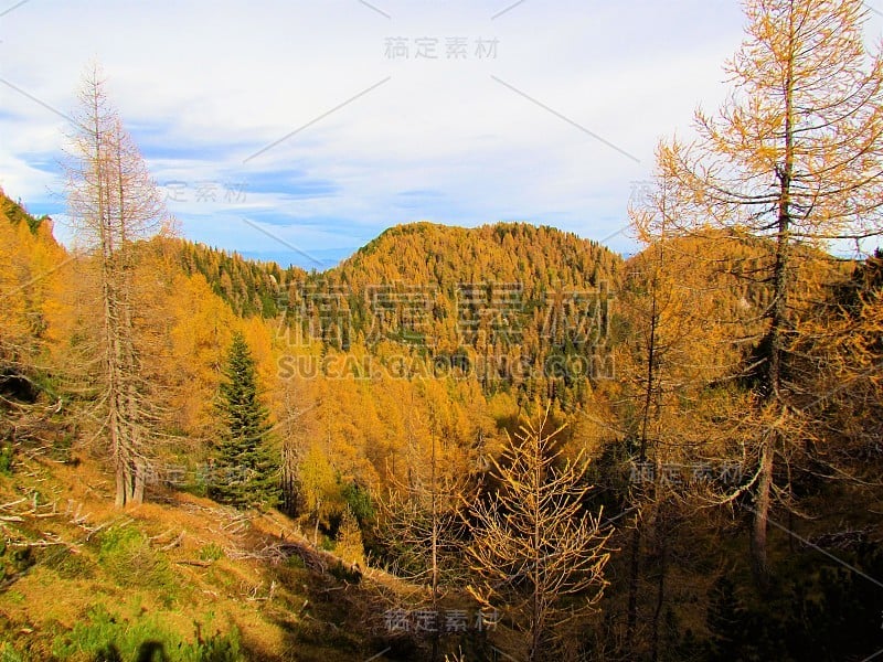 秋季，特鲁皮耶沃山坡被高山森林覆盖