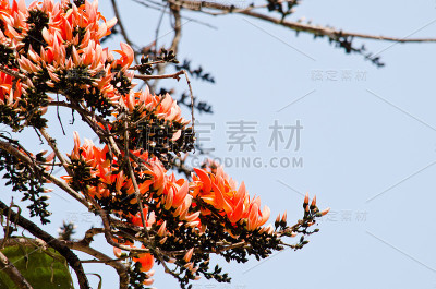 混蛋柚木花
