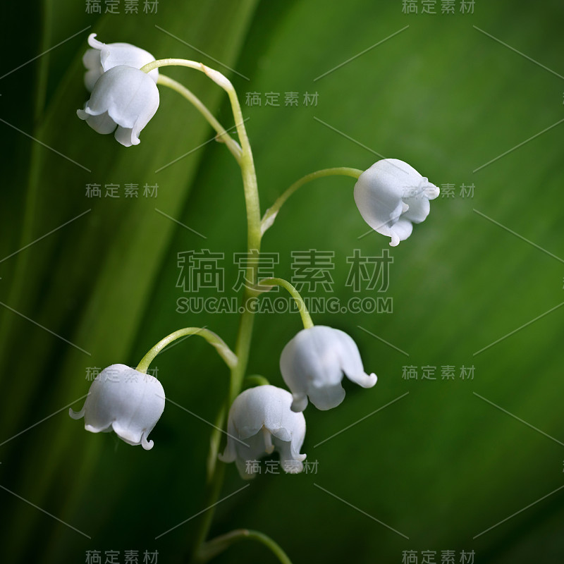 盛开的百合，带着芬芳的白铃，特写。花的背景