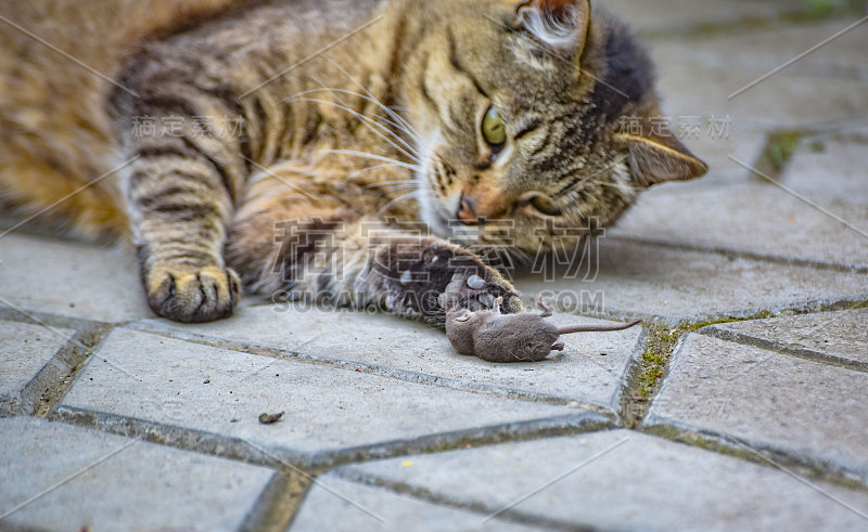 家猫和老鼠一起玩猎物