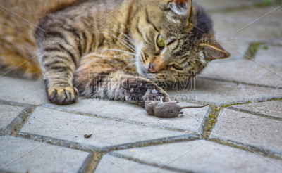 家猫和老鼠一起玩猎物