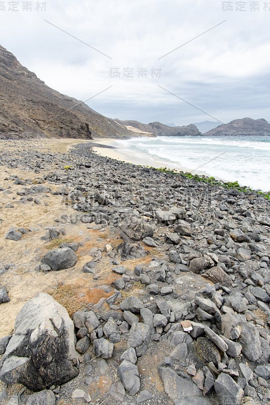 野生海滩蝾螈，圣维森特岛，卡波佛得角