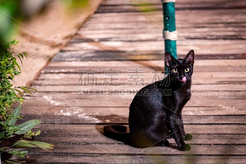 一只家养的猫好奇地看着相机，摆着姿势要拍照。