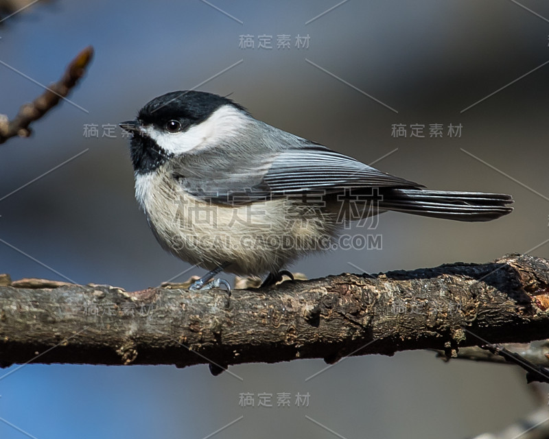 维吉尼亚山雀在树枝上