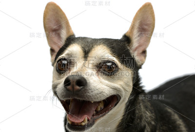 一个可爱的杂种狗的肖像