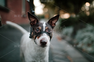 可爱的酒窖狗肖像与口吻，看着相机