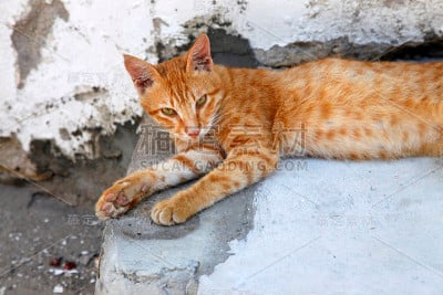 红色的猫