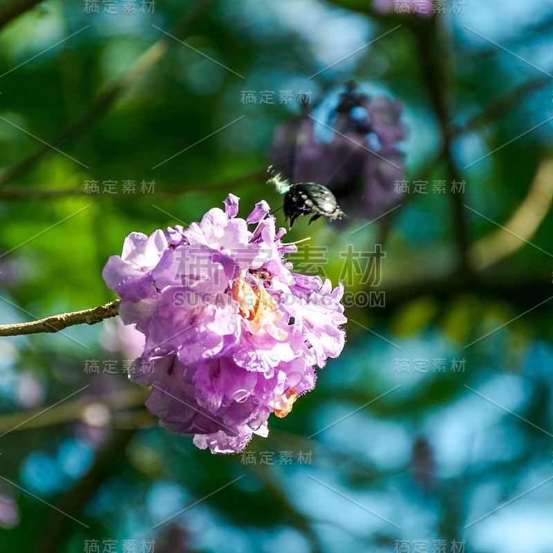 野蜂对紫花，柔焦点。