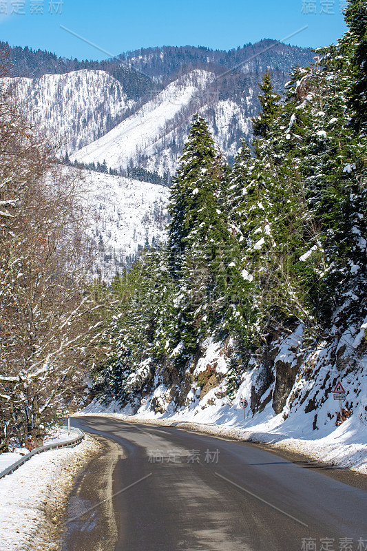 高加索山区森林中的路。冬天的雪和松树。Bakuriani之路