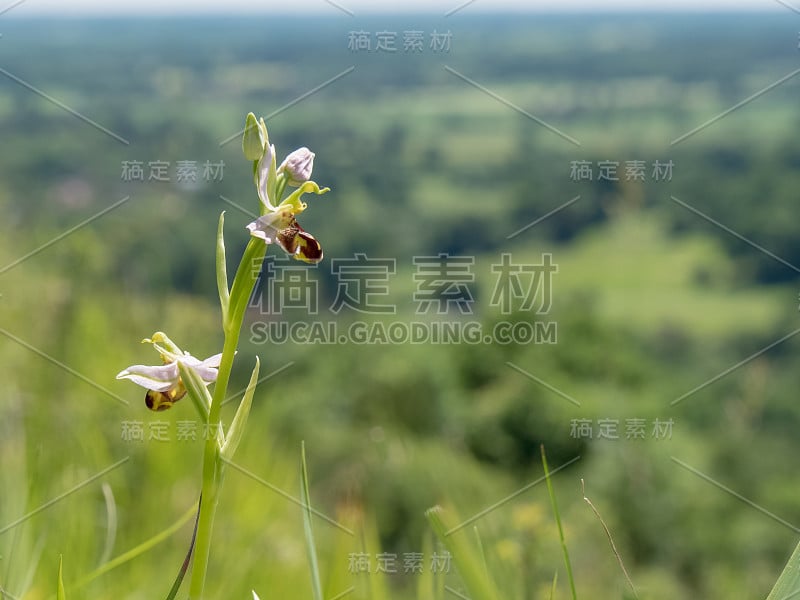 英国萨里郡北部丘陵山坡上的蜂兰(Ophrys apifera)