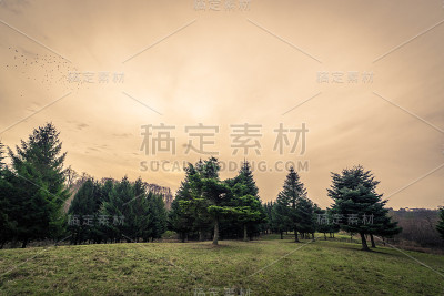 秋天的黎明松树