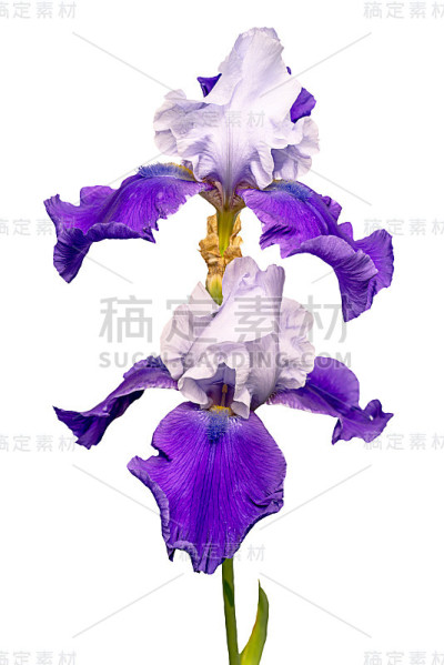 两种蓝色和白色的鸢尾花孤立在白色上