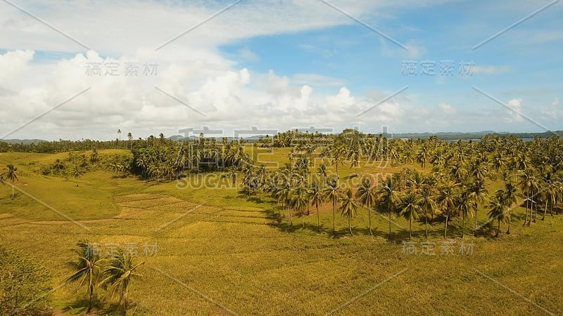 稻田鸟瞰图。菲律宾,Siargao