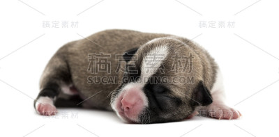 吉娃娃幼犬孤立在白色