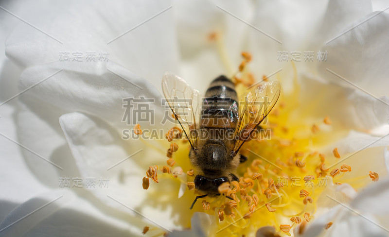 蜜蜂以花粉为食