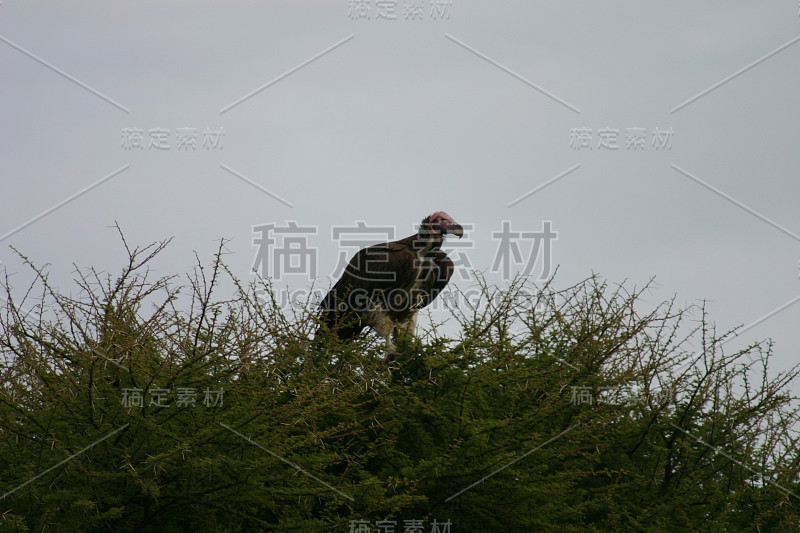 野生兀鹫非洲大草原肯尼亚危险的鸟