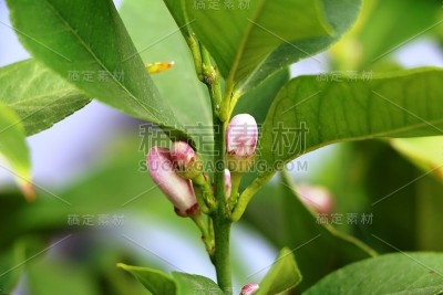 柠檬花蕾