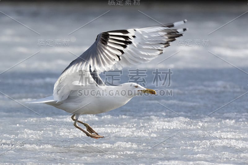 Larus cachinnans。鸟类的种类鉴定不准确