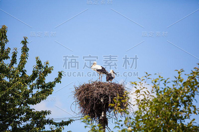 鹳和鸟在树后筑巢