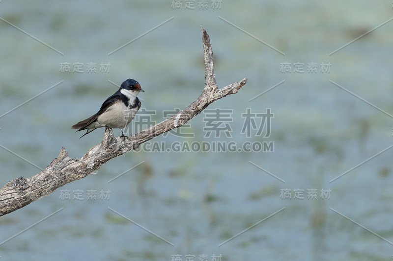 白喉燕子(Hirundo albigularis)